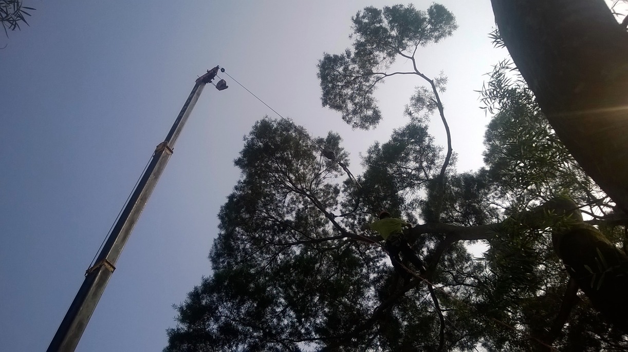 利用重型吊臂修樹