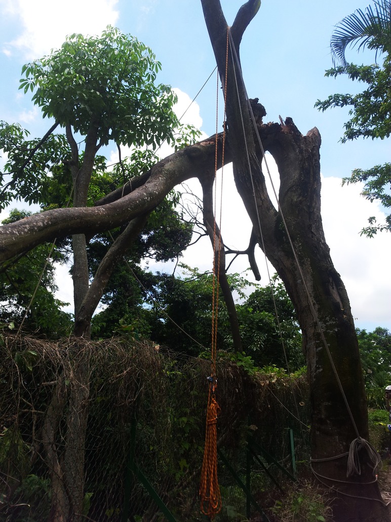 以多重纜繩修樹